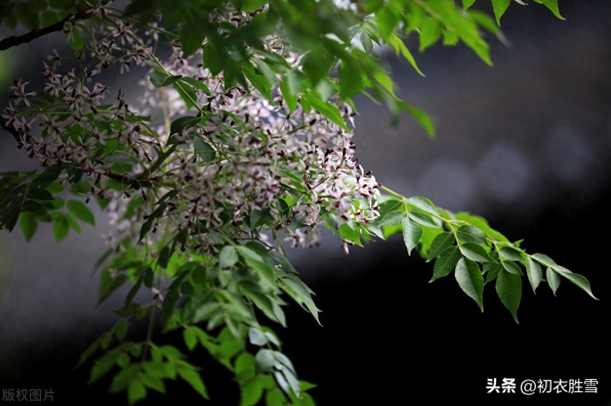 晚春初夏楝花唯美古诗七首（落尽千红楝始花，又见春光到楝花）