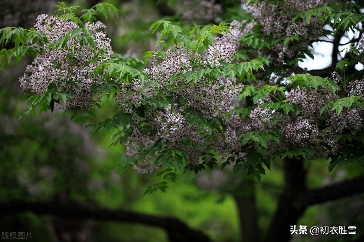 晚春初夏楝花唯美古诗七首（落尽千红楝始花，又见春光到楝花）