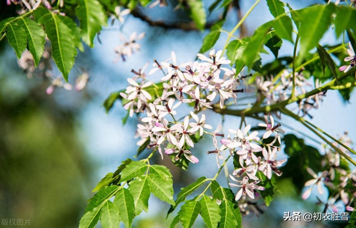 晚春初夏楝花唯美古诗七首（落尽千红楝始花，又见春光到楝花）