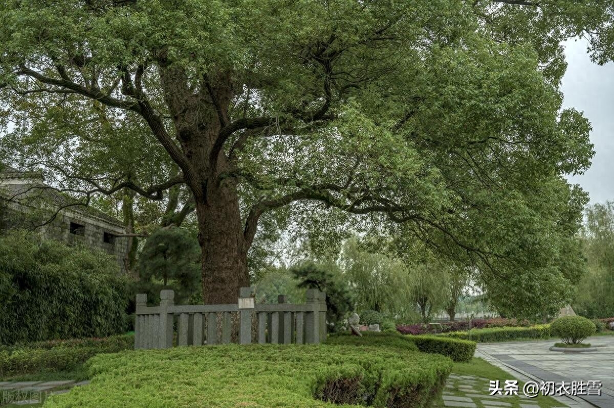 晚春樟树唯美古诗七首（风散林香落浦沙，知是江边樟树花）