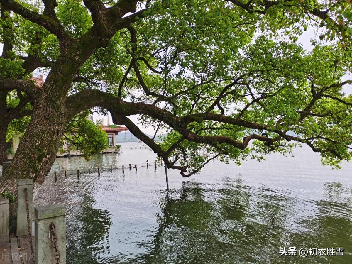 晚春樟树唯美古诗七首（风散林香落浦沙，知是江边樟树花）