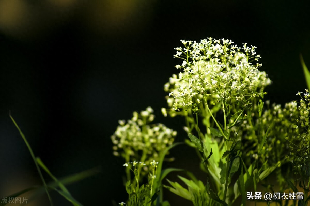 晚春荠菜花古诗五首赏析（白雪漫山荠菜花，无限春风野荠花）