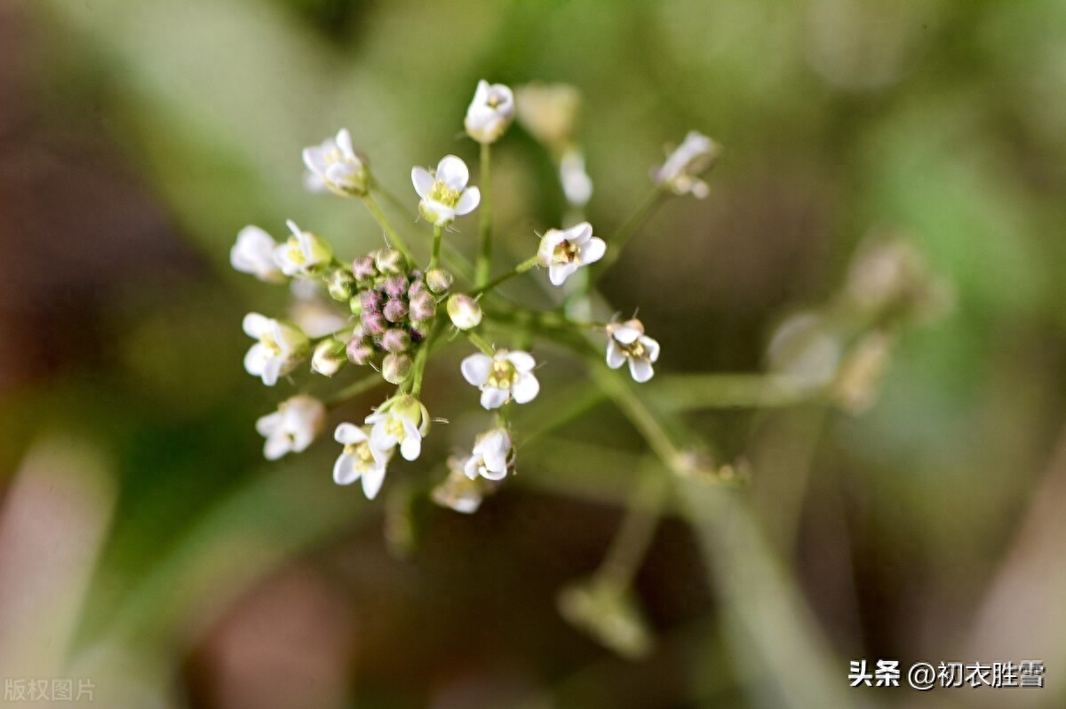 晚春荠菜花古诗五首赏析（白雪漫山荠菜花，无限春风野荠花）