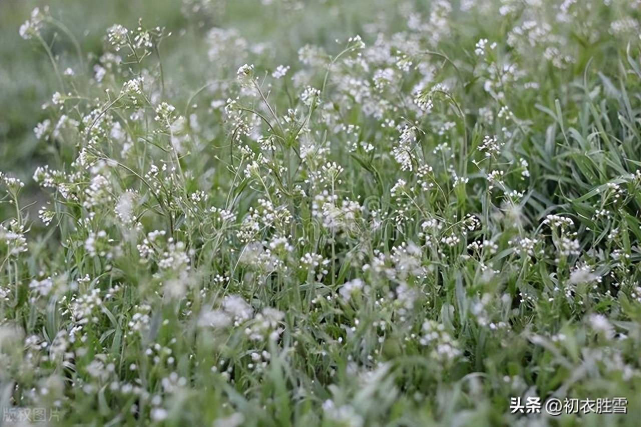 晚春荠菜花古诗五首赏析（白雪漫山荠菜花，无限春风野荠花）