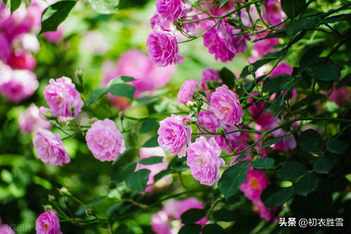 晚春蔷薇花美诗五首（蔷薇性野难拘束，却过邻家屋上红）