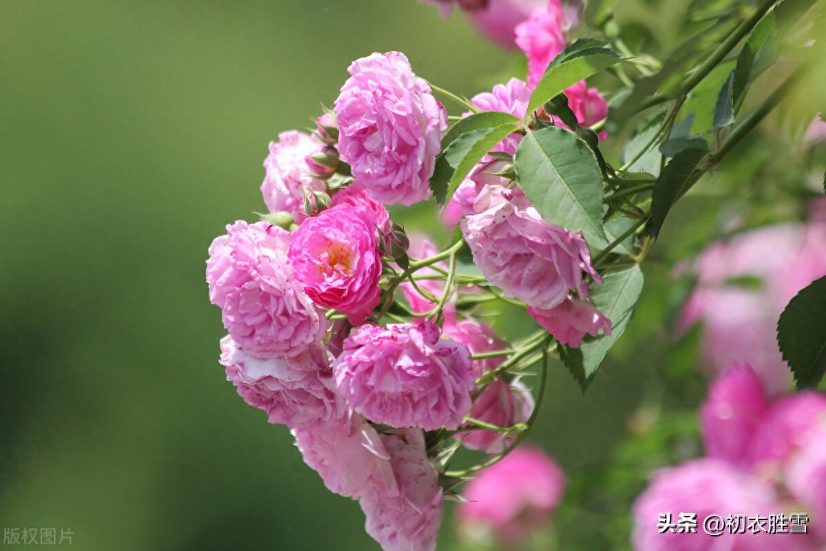 晚春蔷薇花美诗五首（蔷薇性野难拘束，却过邻家屋上红）