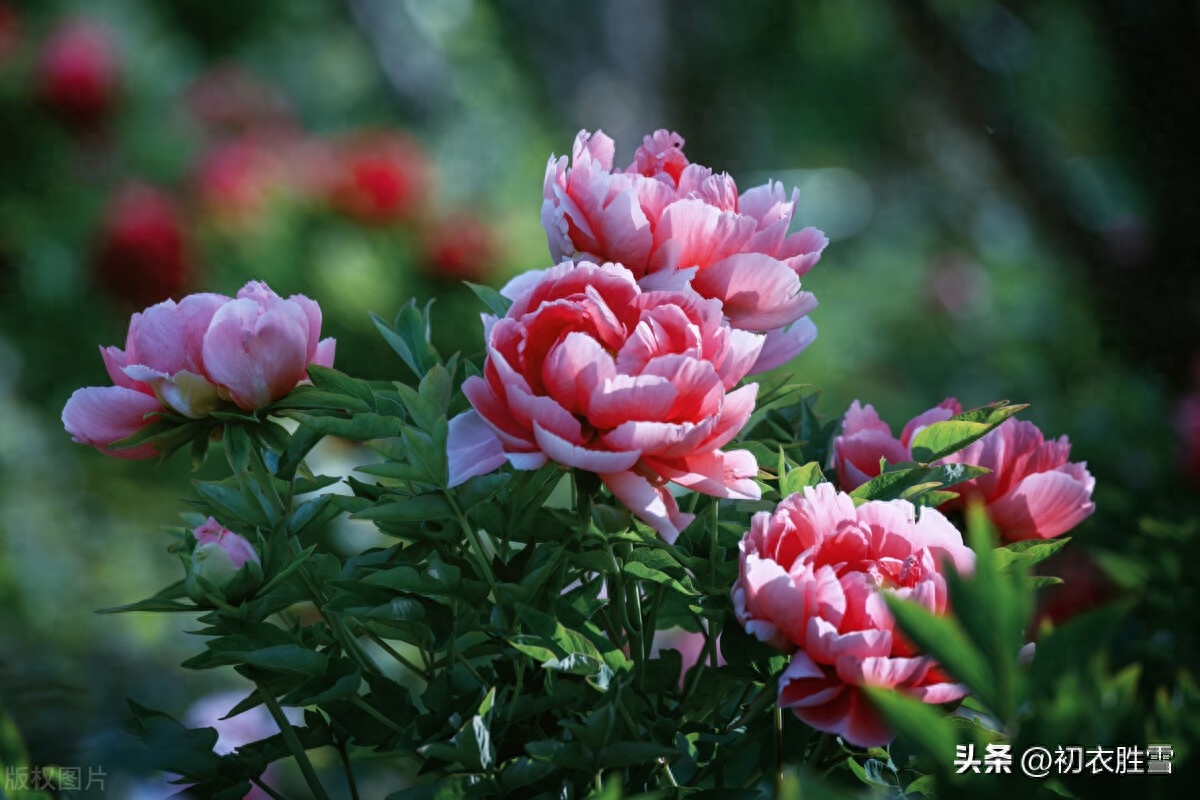 牡丹唯美古诗五首赏析（绝代祇西子，众芳惟牡丹）