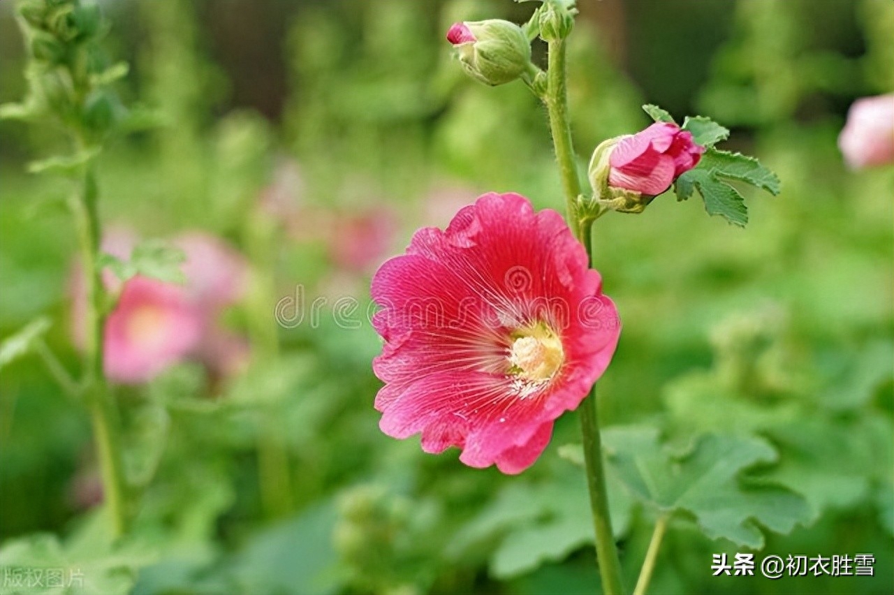 牡丹唯美古诗五首赏析（绝代祇西子，众芳惟牡丹）