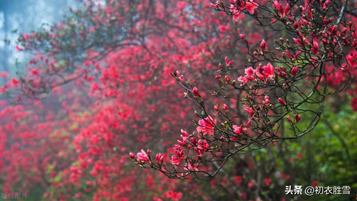 晚春杜鹃花美诗七首（几日春风又春雨，杜鹃依旧映山红）