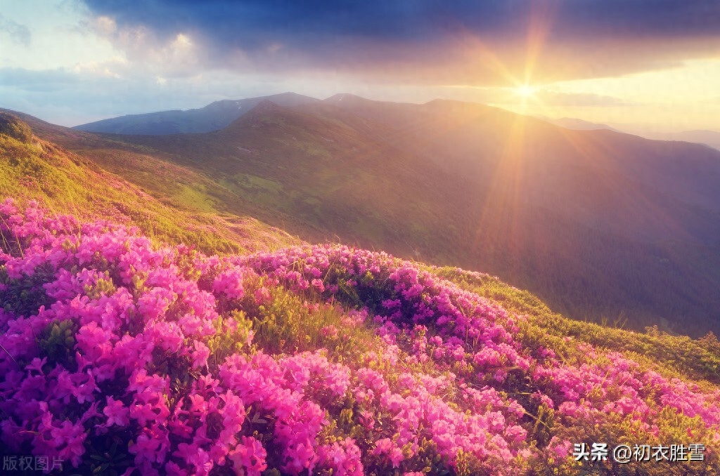 晚春杜鹃花美诗七首（几日春风又春雨，杜鹃依旧映山红）