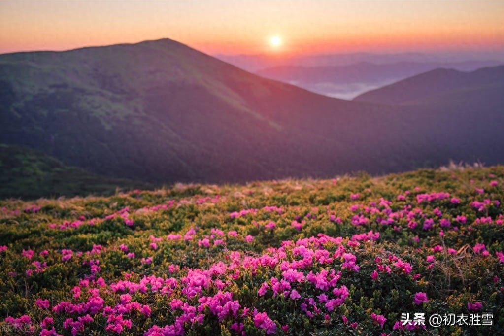 晚春杜鹃花美诗七首（几日春风又春雨，杜鹃依旧映山红）