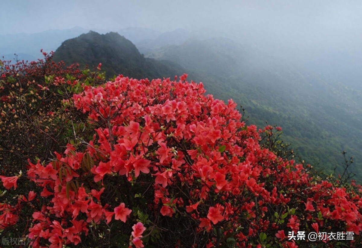 晚春杜鹃花美诗七首（几日春风又春雨，杜鹃依旧映山红）