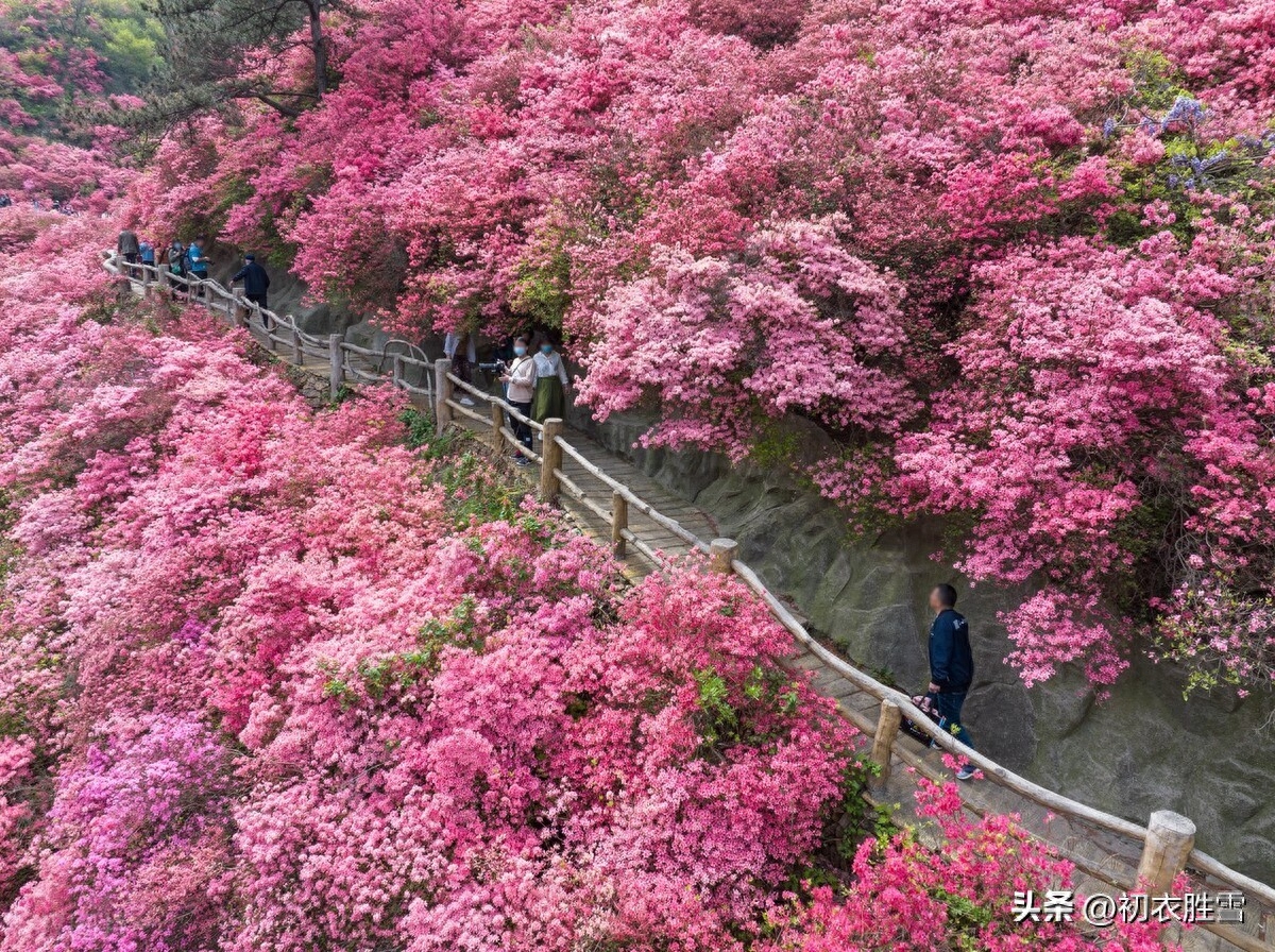 晚春杜鹃花美诗七首（几日春风又春雨，杜鹃依旧映山红）