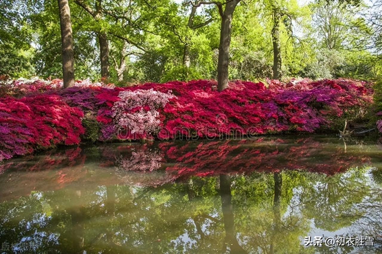 晚春杜鹃花美诗七首（几日春风又春雨，杜鹃依旧映山红）