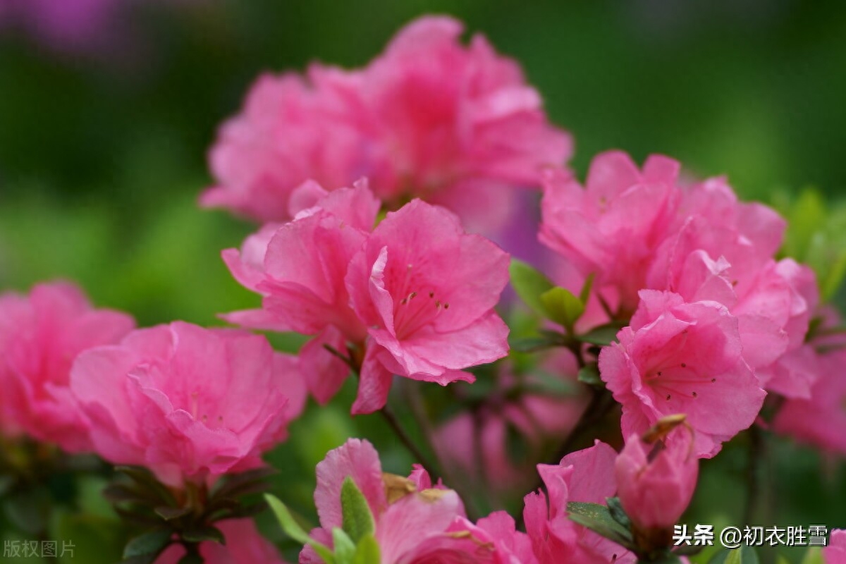 晚春杜鹃花美诗七首（几日春风又春雨，杜鹃依旧映山红）