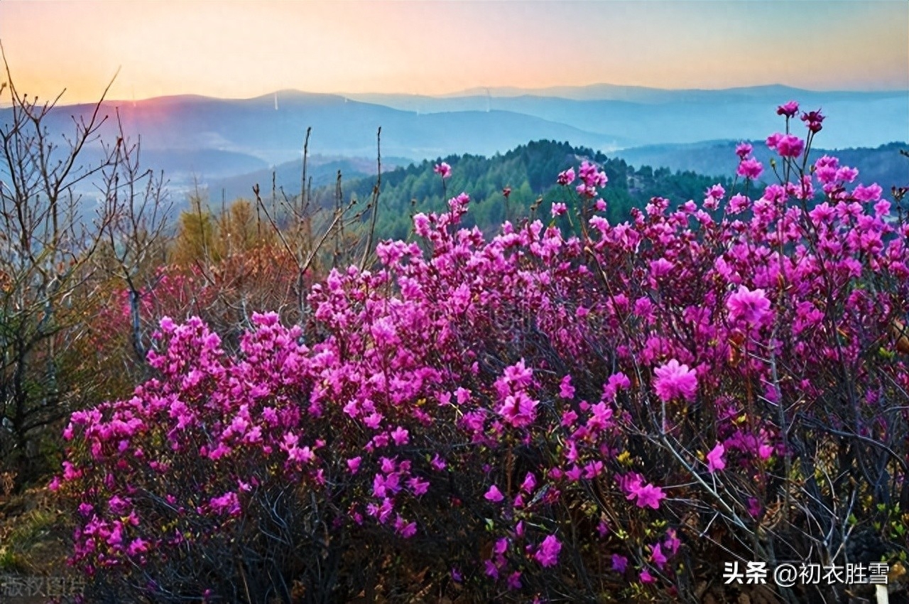 晚春杜鹃花美诗七首（几日春风又春雨，杜鹃依旧映山红）