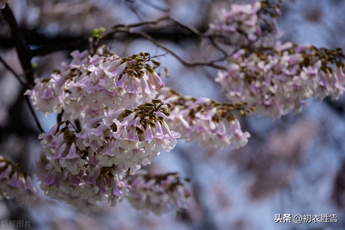 清明节气物候桐花唯美古诗六首（紫桐花发即清明，桐花覆水葛溪长）