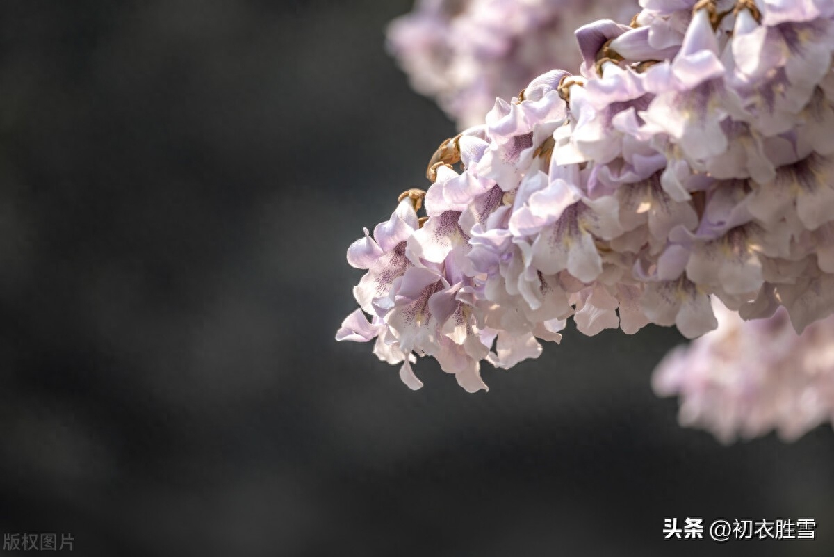 清明节气物候桐花唯美古诗六首（紫桐花发即清明，桐花覆水葛溪长）