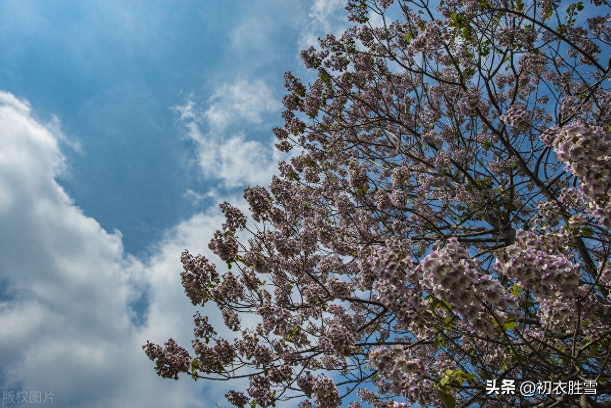 清明节气物候桐花唯美古诗六首（紫桐花发即清明，桐花覆水葛溪长）