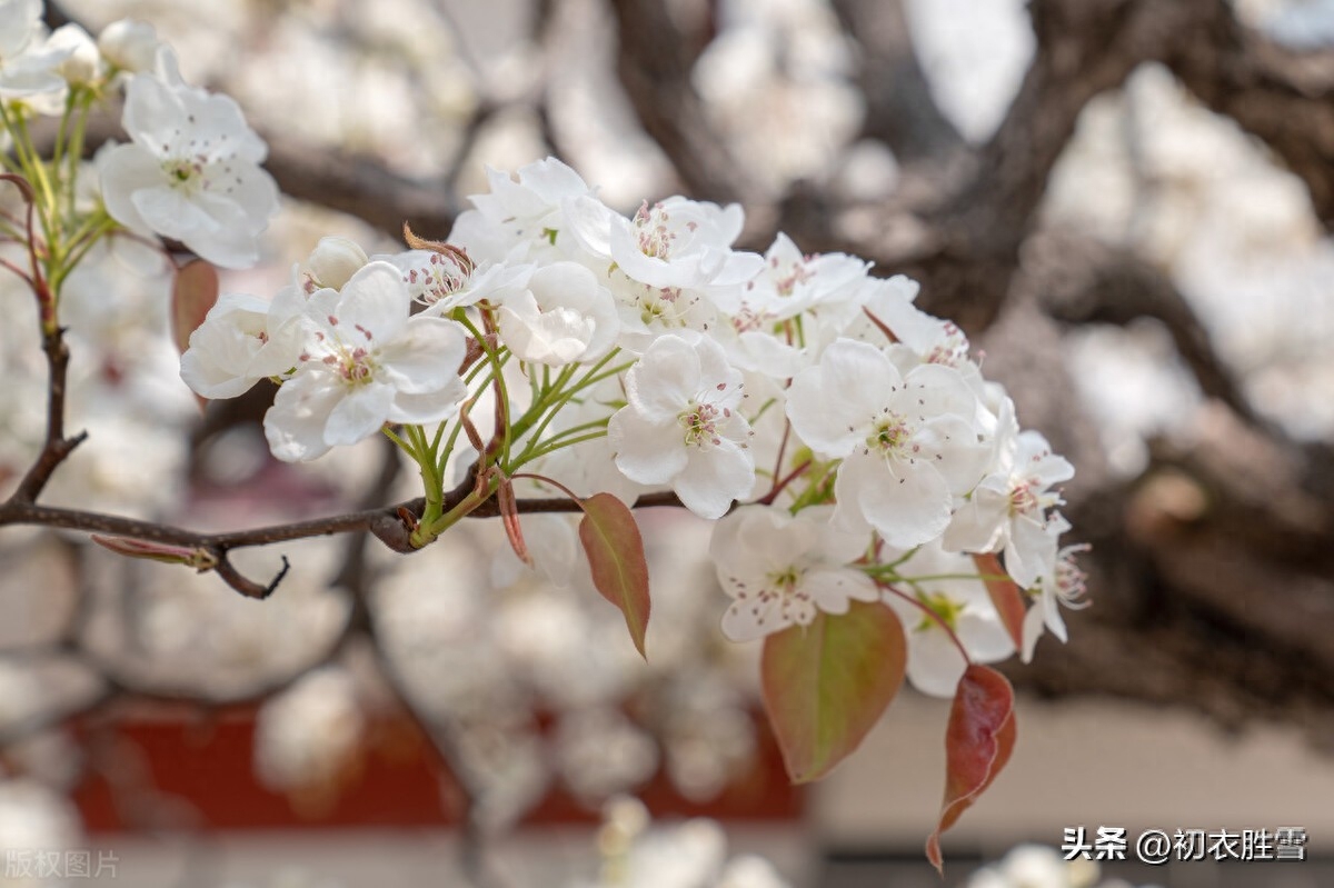 梨花优美诗词六首（梨花千树雪，杨叶万条烟）