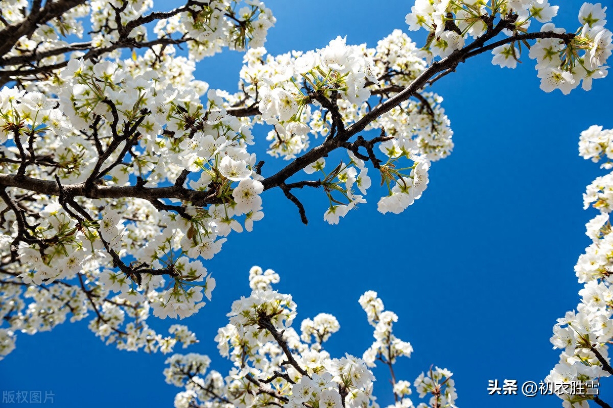 梨花优美诗词六首（梨花千树雪，杨叶万条烟）