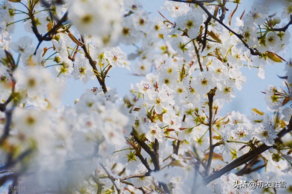 梨花优美诗词六首（梨花千树雪，杨叶万条烟）