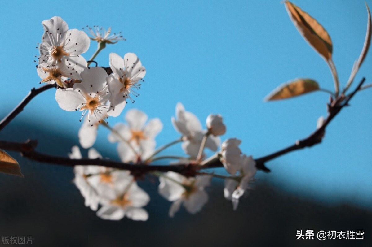 梨花优美诗词六首（梨花千树雪，杨叶万条烟）