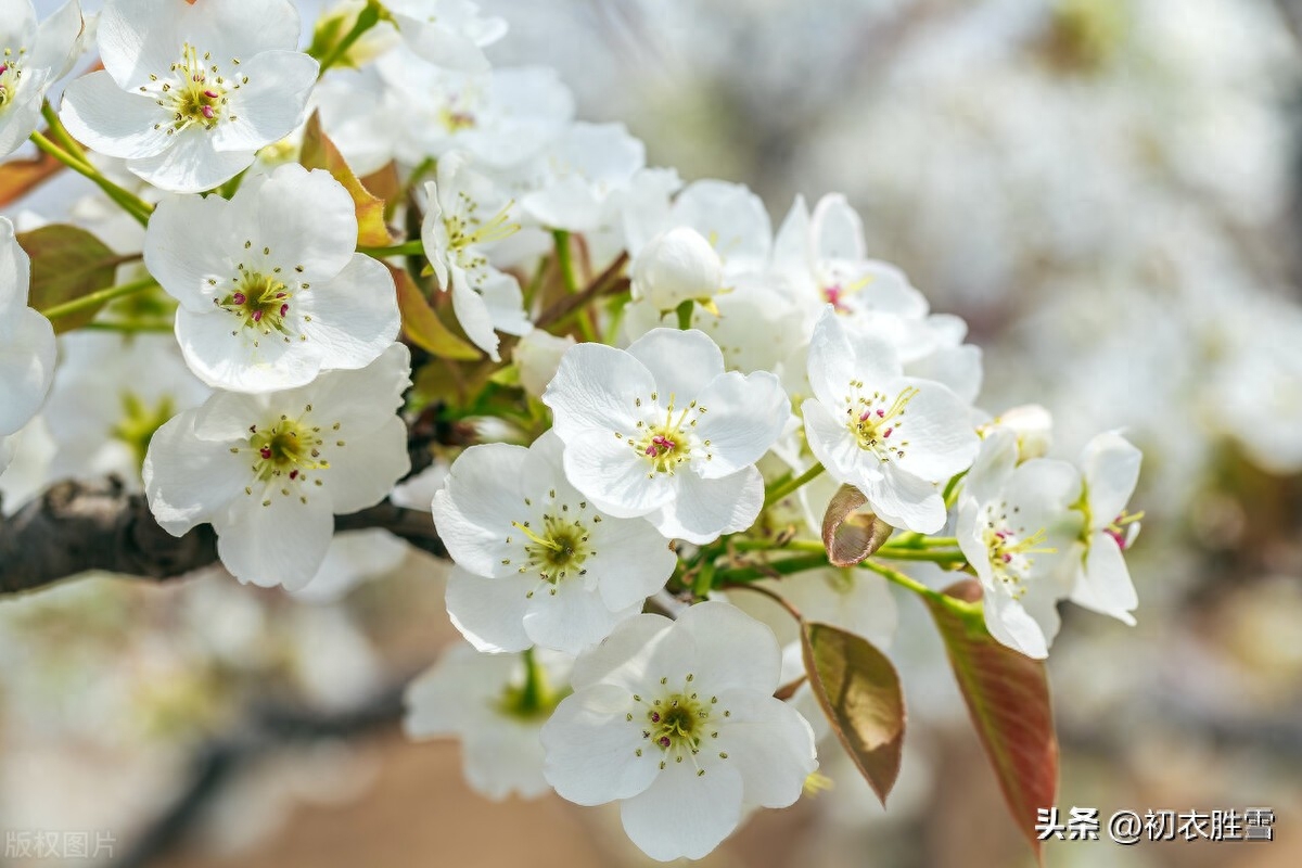 梨花优美诗词六首（梨花千树雪，杨叶万条烟）