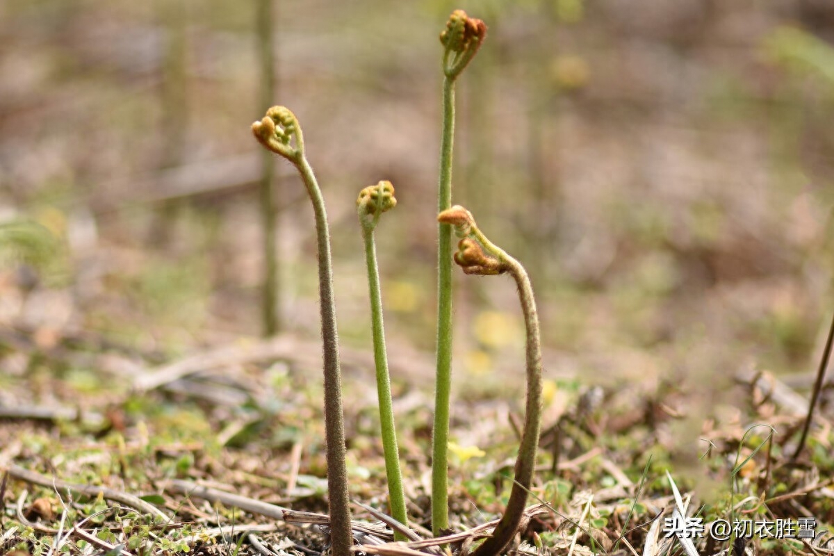 春蕨优美古诗六首赏析（晓雨旋添山蕨菜，中林春雨蕨芽肥）