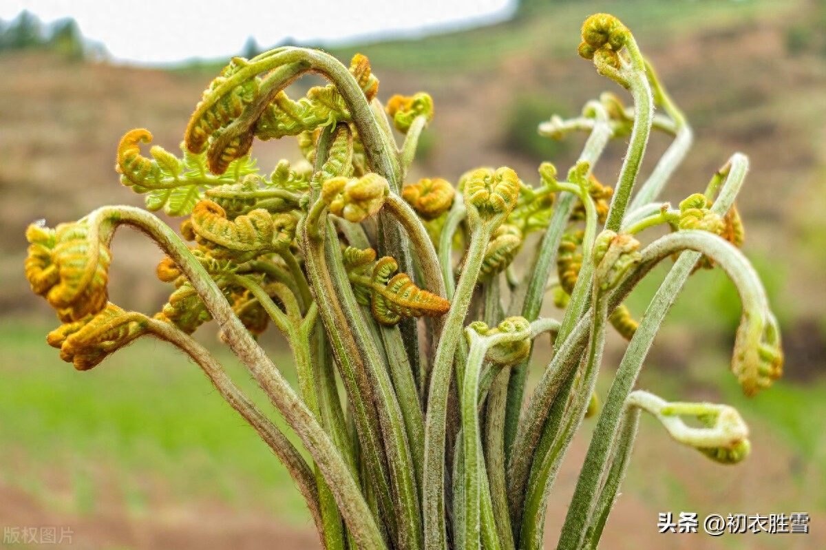 春蕨优美古诗六首赏析（晓雨旋添山蕨菜，中林春雨蕨芽肥）