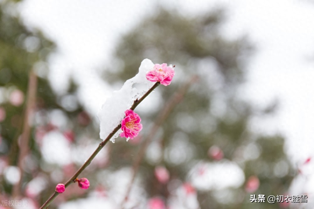 仲冬早梅古诗五首（方于雪中种，便向雪中开）