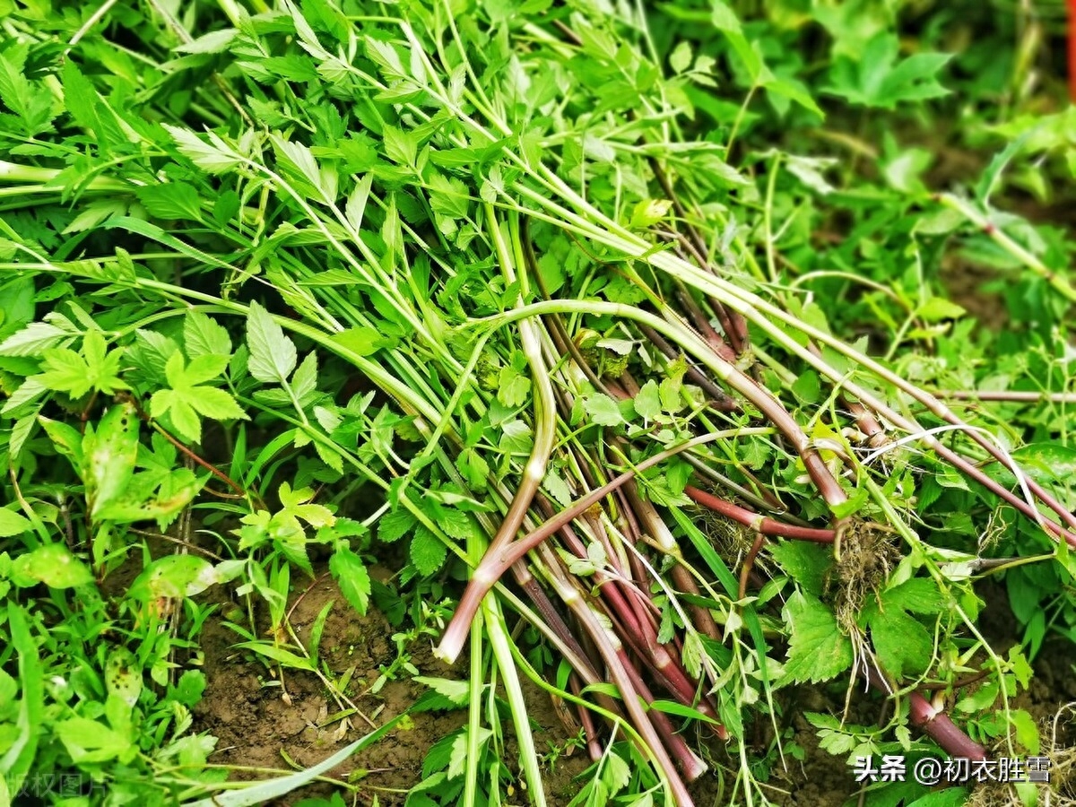 雪芹唯美古诗词大全（雪芹唯美古诗五首）