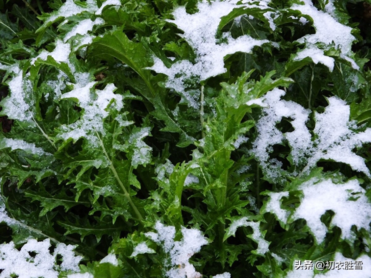 雪芹唯美古诗词大全（雪芹唯美古诗五首）