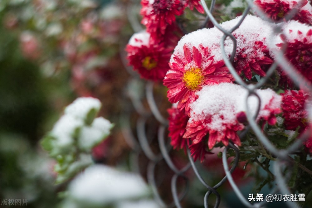 冬菊唯美诗词大全（雪中冬菊唯美诗词五首）