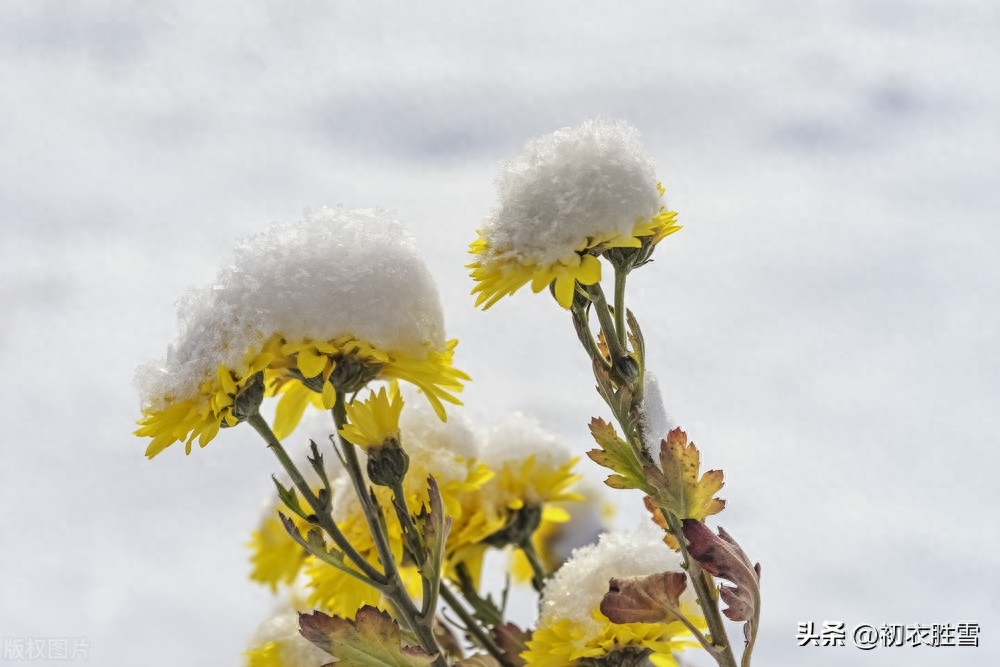 冬菊唯美诗词大全（雪中冬菊唯美诗词五首）