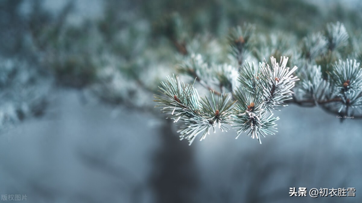 描写雪的优美诗句赏析（雪意唯美古诗六首）