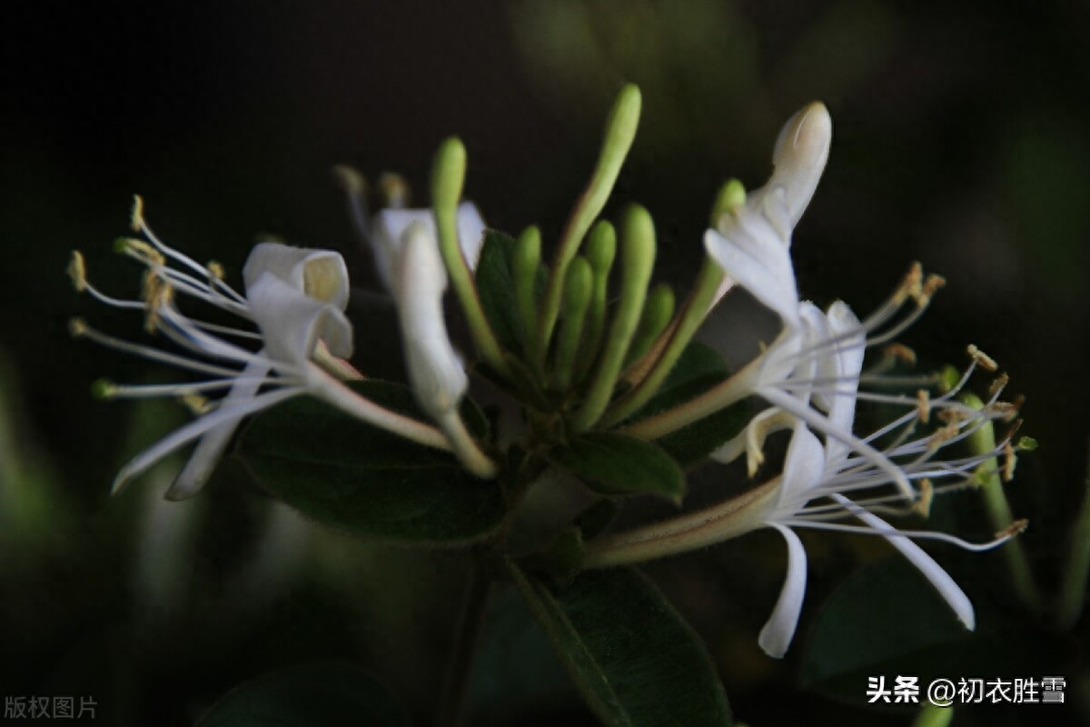 冬藤夏花忍冬古诗六首赏析（雪意漫天噪万鸦，野藤偏有忍冬花）