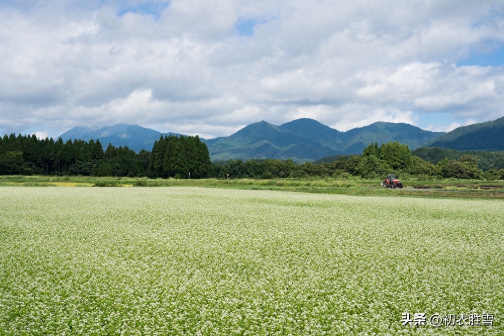 明丽初冬古诗六首赏析（雪花漫漫荞将熟，绿叶离离荠可烹）