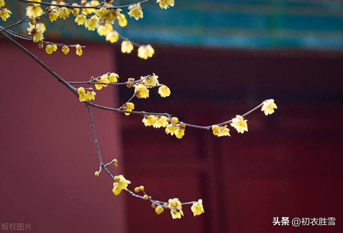 梅花与小雪节气五首鉴赏（开从小雪入新年，看到梅花又一年）