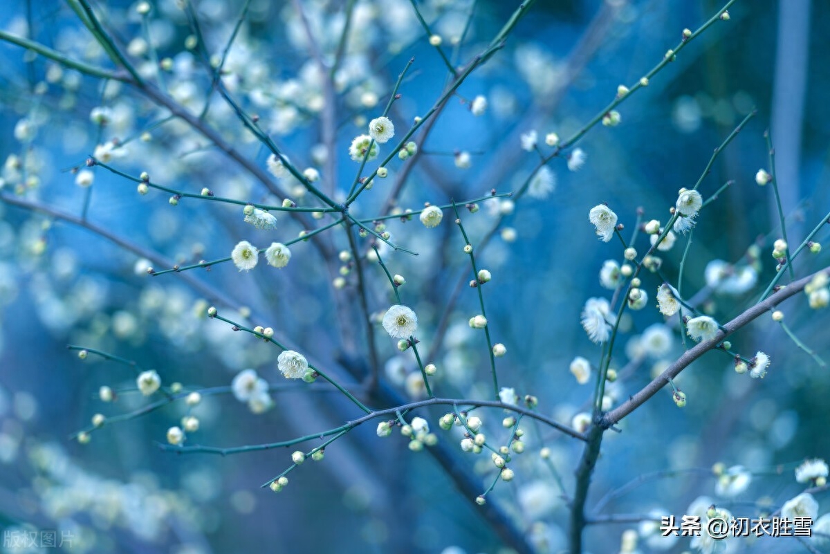 梅花与小雪节气五首鉴赏（开从小雪入新年，看到梅花又一年）