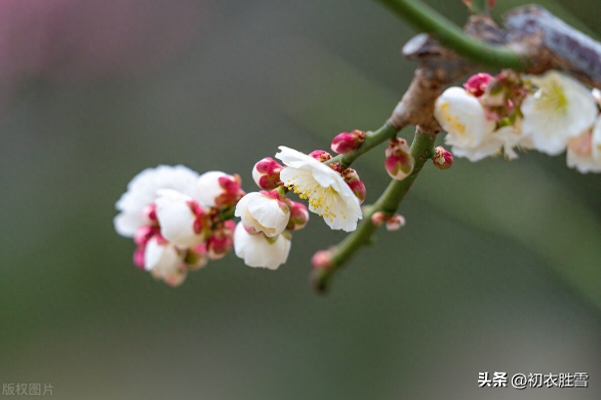 梅花与小雪节气五首鉴赏（开从小雪入新年，看到梅花又一年）