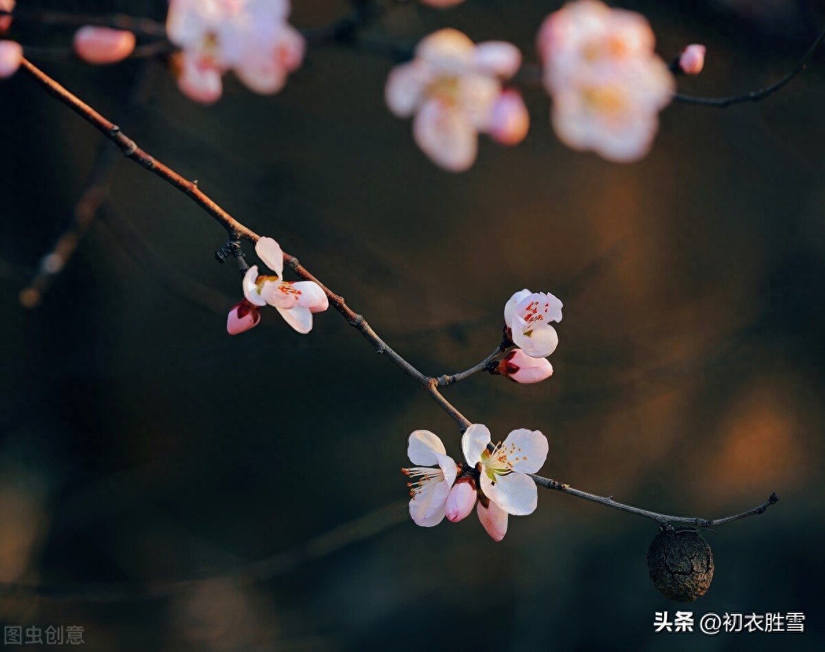 小雪节气优美古诗六首（小雪如春暖，黄花夹杏开）