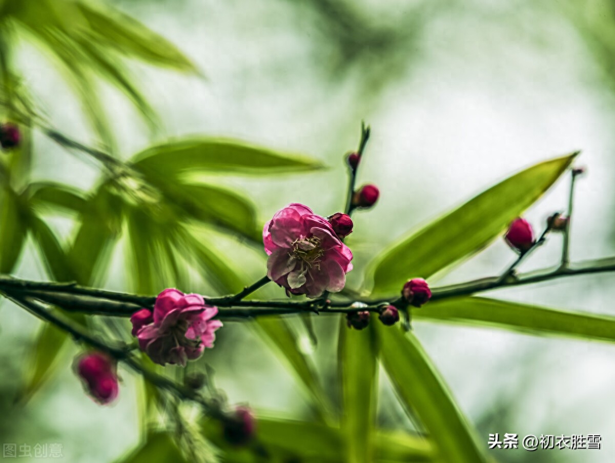 冬竹优美诗词五首赏析（袅袅孤生竹，独立山中雪）