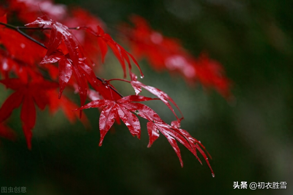 初冬细雨优美诗词五首（细雨初冬夜，美睡雨声中）