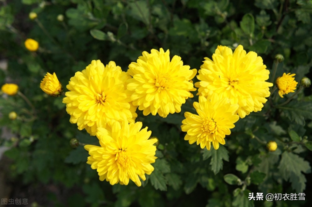 初冬菊花唯美诗词五首（菊移秋色入初冬，傲残霜雪又春风）