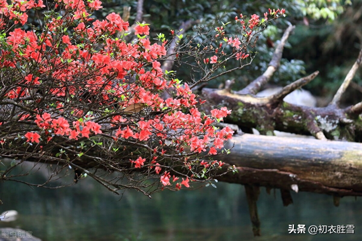 立冬的优美古诗词（小春天气恼人浓，野花犹向涧边红）