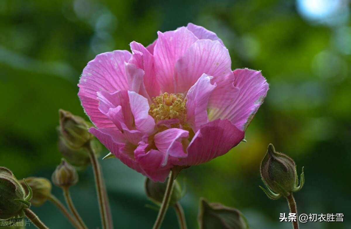 秋天诗词古句有哪些（霜秋拒霜花唯美诗词六首）