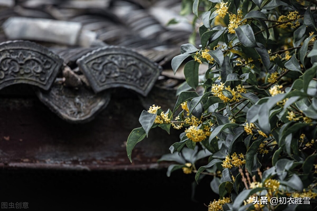 李商隐伤感桂花三首诗词（清露偏知桂叶浓，桂花吹断月中香）