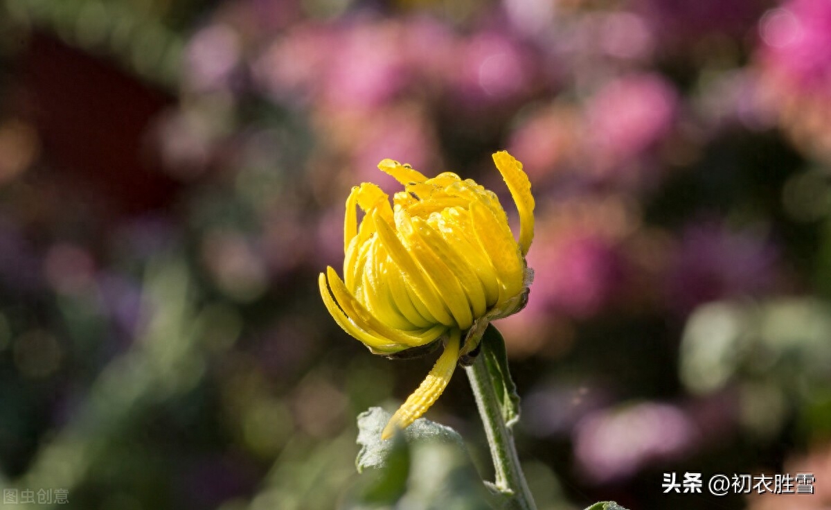 菊花唯美诗词有哪些（菊花唯美古诗五首）