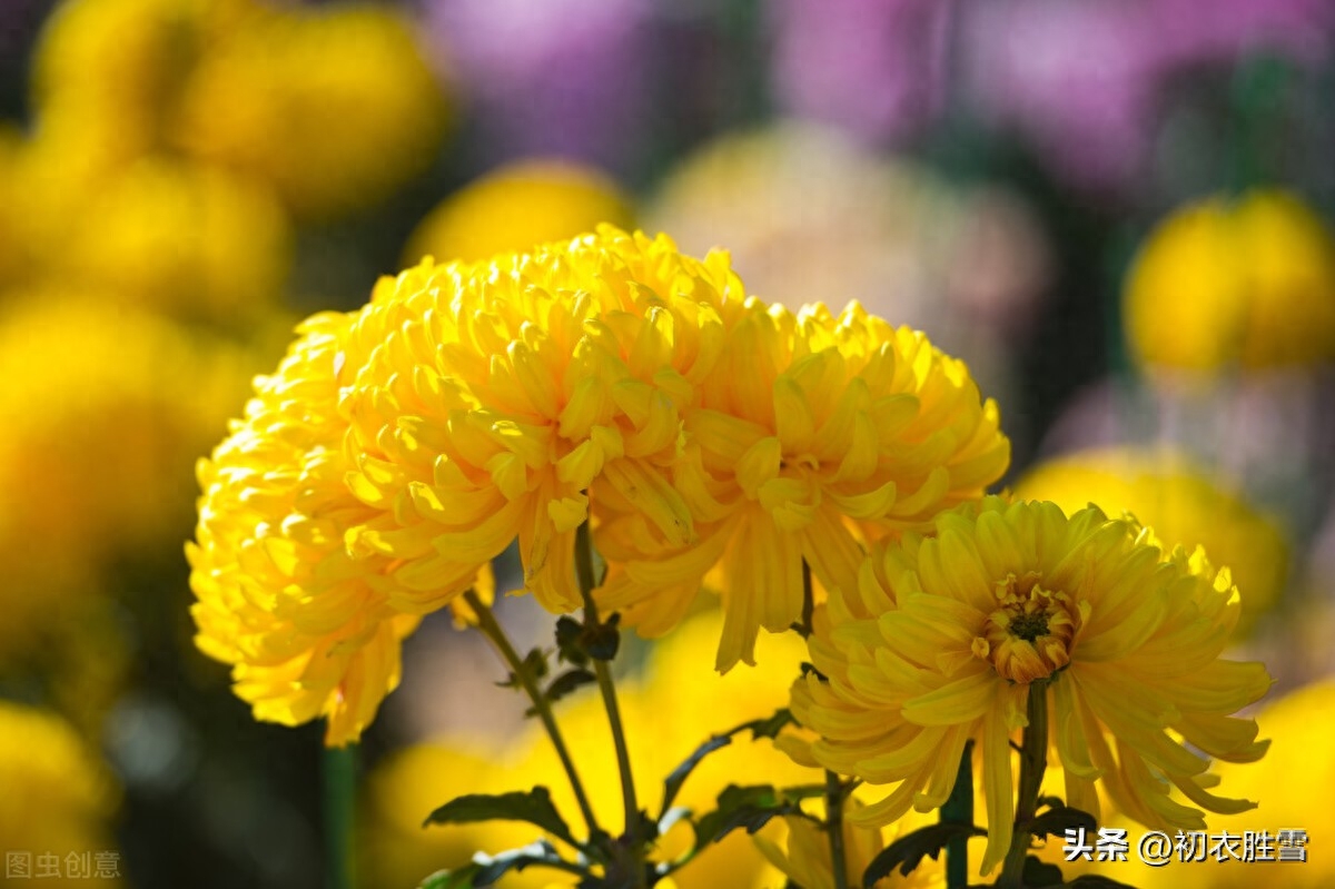 菊花唯美诗词有哪些（菊花唯美古诗五首）